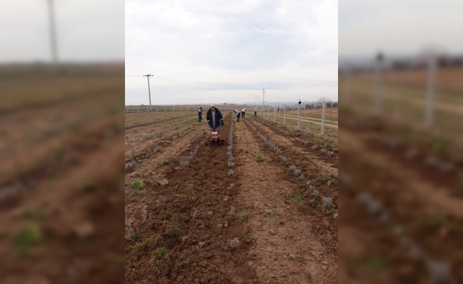 Ergene’de lavanta bahçeleri hazırlanıyor