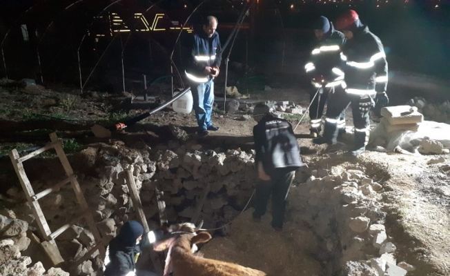 Fosseptik çukuruna düşen hamile inek itfaiye tarafından kurtarıldı