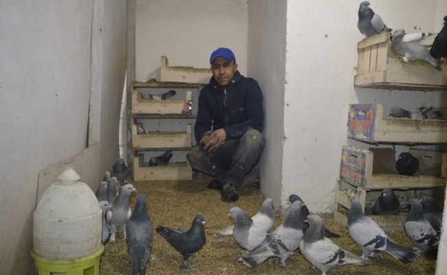 Güvercinlerle yatıp kalkıyor