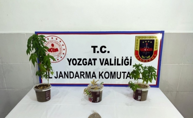 Jandarmadan uyuşturucu operasyonun,1 gözaltı