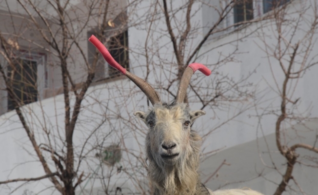 Kavga eden keçilerin boynuzuna hortum taktı