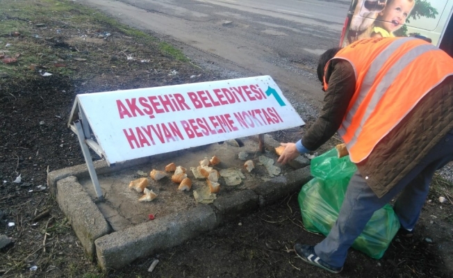 Akşehir’de sokak hayvanları unutulmuyor