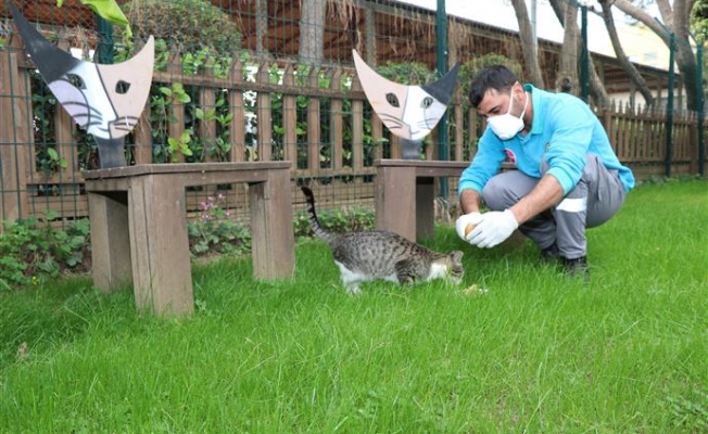 Alanya Belediyesi can dostlarını unutmadı