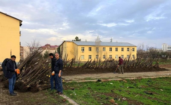 Bingöl’de 25 bin adet ceviz fidanı dağıtıldı