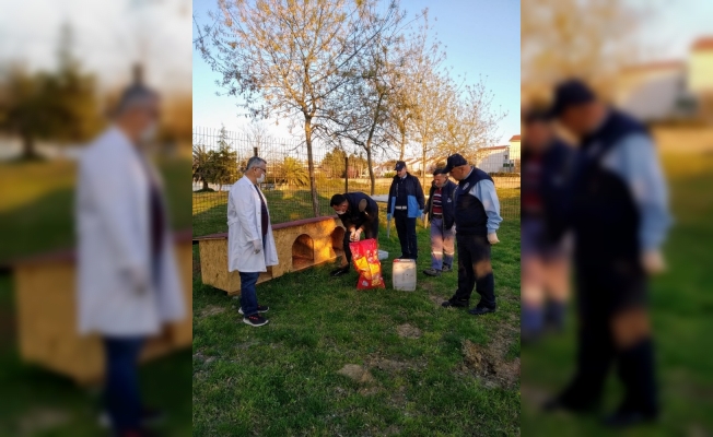 Darıca Belediyesi, sokak hayvanlarını unutmadı