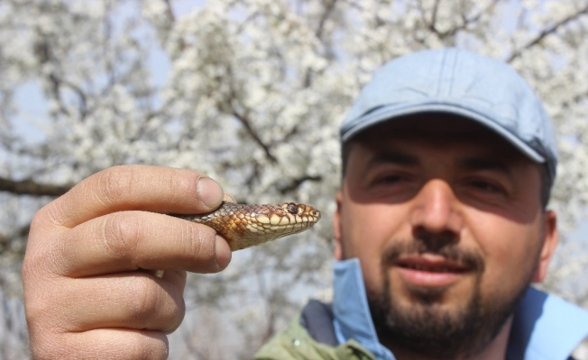 Doğaya çıkacaklar dikkat...Yılanlar bu yıl erken uyandı