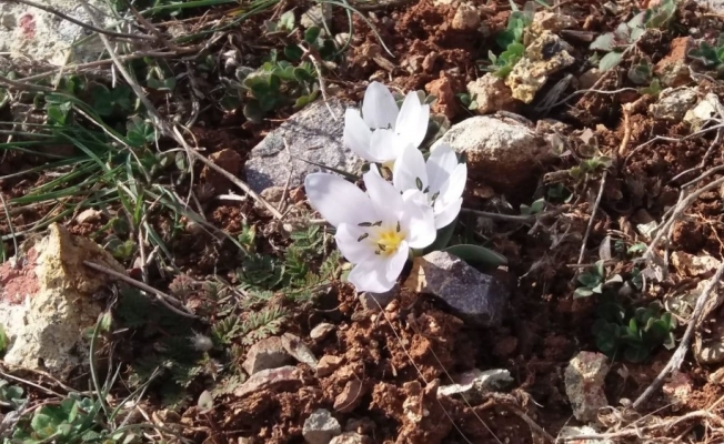 İltaş köyünde kardelen ve çiğdemler çiçek açtı