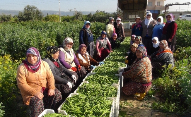 Kadınlar Günü’nü tarlada çalışarak kutladılar