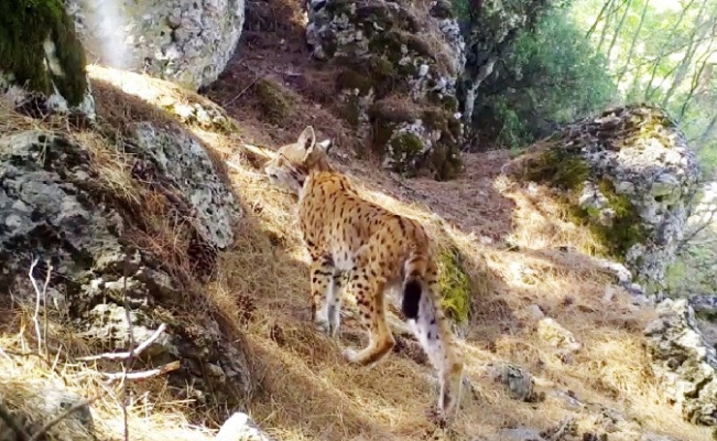 Karakulak’tan fotokapan selamı