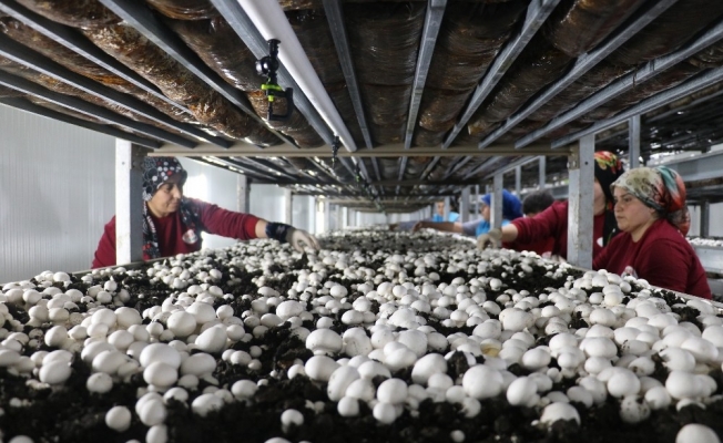 Pazarcılıktan patronluğa geldi, şimdi tüm çalışanları kadın