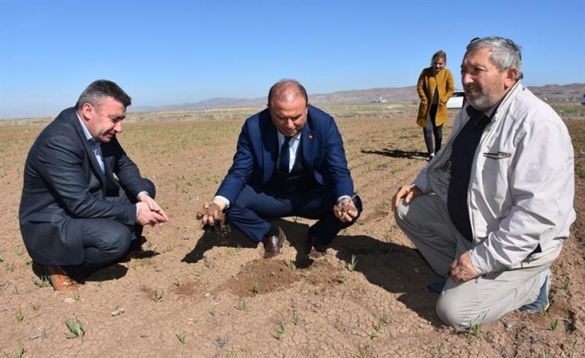 Tarım ve Orman müdürlüğü ekili tarım arazilerinde incelemelerde bulundu