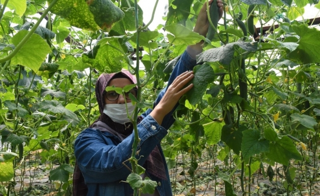 Alanya’da örtüaltı üretim ara vermedi