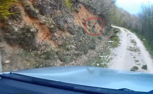Av koruma çalışmaları esnasında ekiplere yakalanan Karaca’nın kaçış anları kamerada