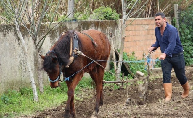 Bu da at eğitmeni, eğitimi başarı ile geçen atların fiyatı yüzde 100 artıyor