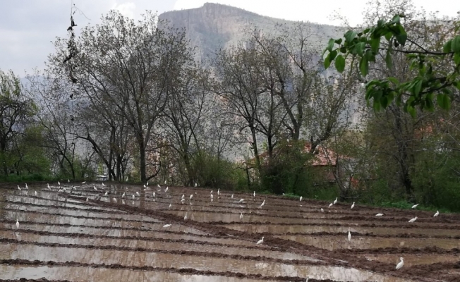 Göçmen kuşlar Çukurca’yı mesken tuttu