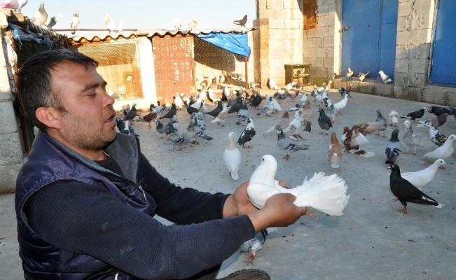 İki günlük sokağa çıkma yasağını güvercinlerinin arasında geçirdi