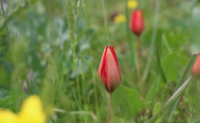 Korona, 73 bin liralık ’Manisa Lalesi’ne yaradı
