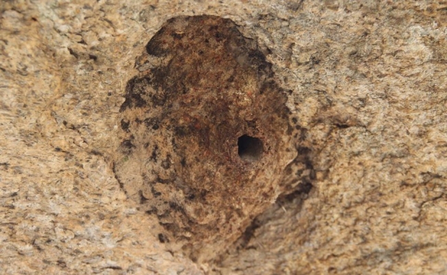 Latmos’un sıvacısı ‘Çömlekçi’ kuşu örnek alınsın