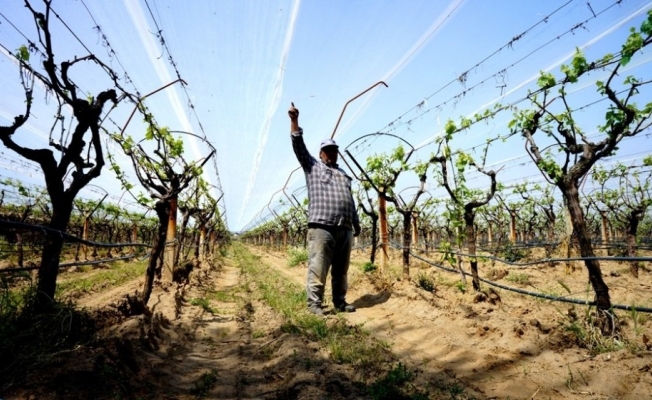 Manisa’da üzüm bağlarında doluya karşı önlem