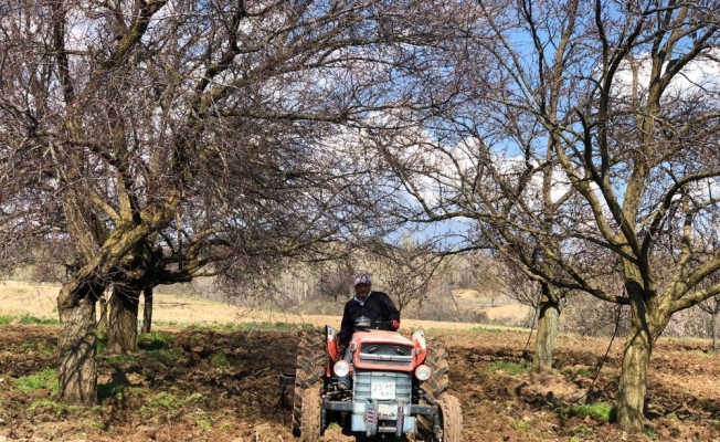 Muhtar, yaş sınırına takılan köylüsünün tarlasını sürdü, ekimini yaptı
