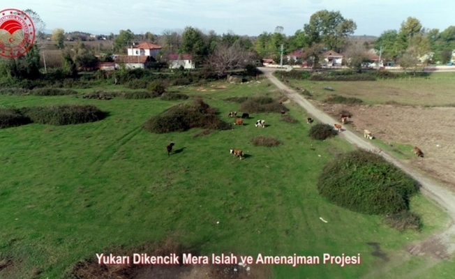 Samsun’da meralarda hayvan otlatma sezonu açıldı