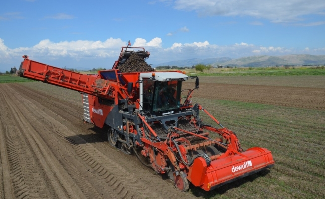 Siyah havuçta hasat heyecanı