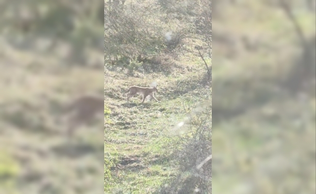 Virüs sessizliği vaşakları açığa çıkardı