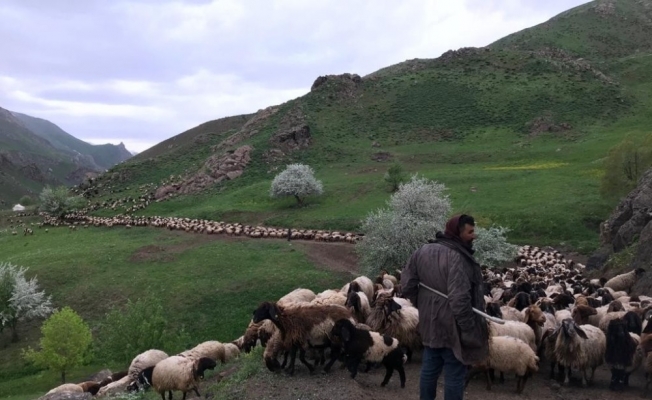 Bir aydır yürüyen göçerler yaylalara ulaştı