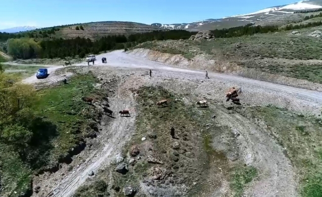 Kayıp büyükbaş hayvanları AFAD ekipleri dronla buldu