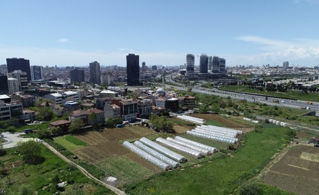 İstanbul’un merkezindeki seralarda tarım başladı