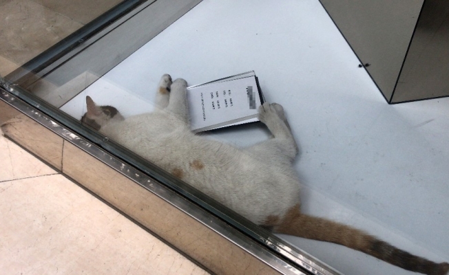 (Özel) Sokağa çıkma kısıtlamasında kedi kurtarma operasyonu