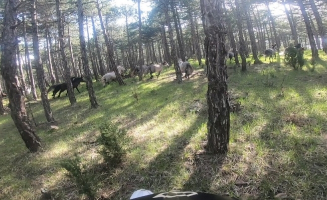 Yılkı atlarını motokrosçular kask kamerasıyla görüntüledi