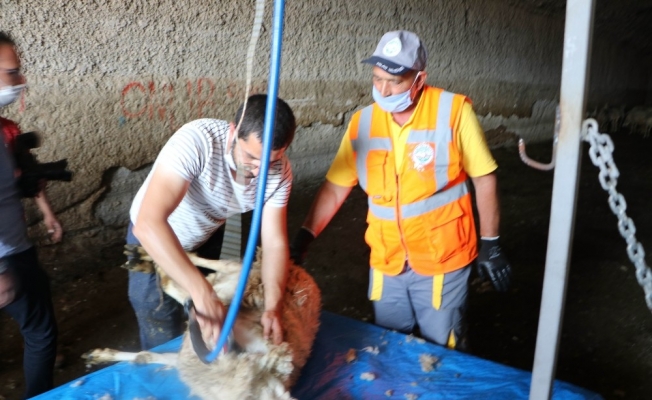 Kayseri’de koyunlar kırkılmaya başlandı