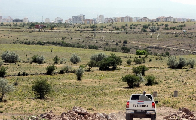 Mahallelinin kurt gördüğü ihbarı ekipleri harekete geçirdi