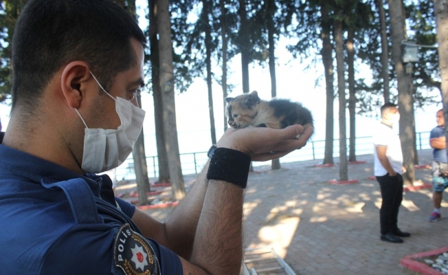 (ÖZEL) Yavruları mahsur kalan anne kedi insanları yardıma çağırdı