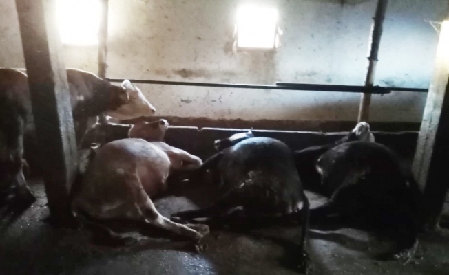 Samsun’da yıldırım ahıra düştü: 4 büyükbaş hayvan telef oldu