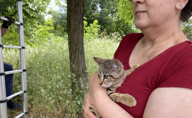 Ağaçta mahsur kalan yavru kedi için itfaiye seferber oldu