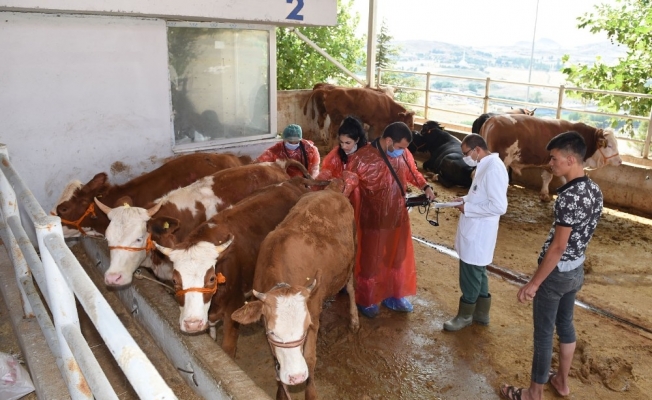 Altındağ’da kurbanlıklara sıkı kontrol