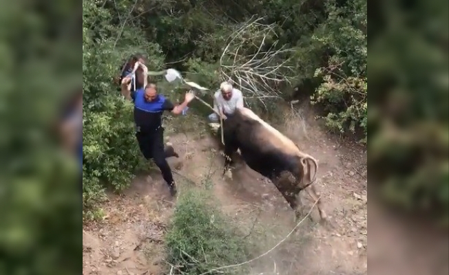 Amasya’da kaçan kurbanlıklar vatandaşa alanı dar etti