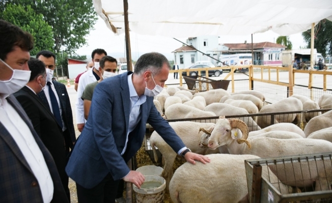 İnegöl’de hayvan pazarında hareketlilik başladı