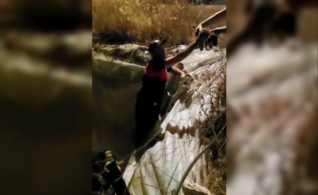 Köpek yavrularını itfaiye ekipleri kurtardı