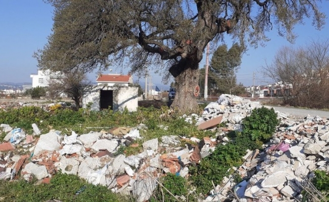 Kuşadası’nda 300 yıllık anıt ağacın çevresini hafriyat dökerek, çöplüğe çevirdiler