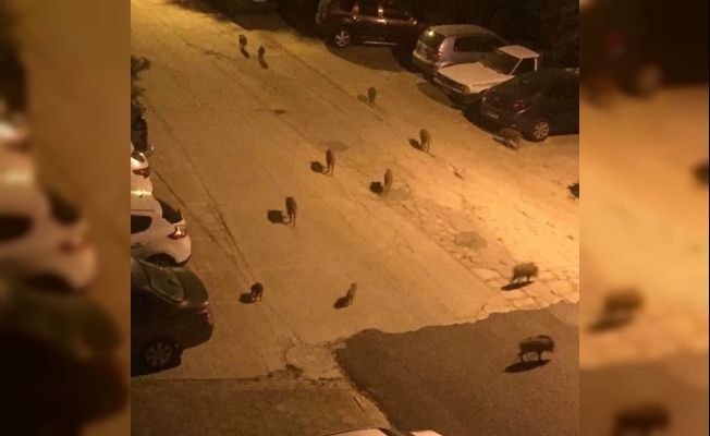 Kuşadası’nda evlere kadar inen domuzlar için sürek avı izni verildi