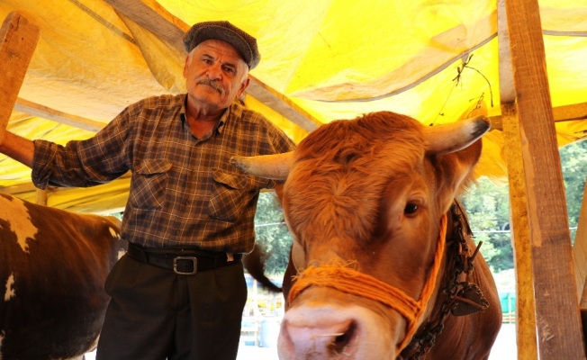 (Özel) 1 tonluk tosun’a alıcı çıkmadı