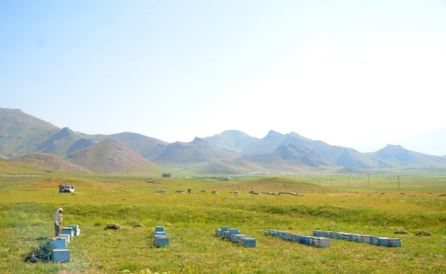Şırnak yaylaları arıcılarla doldu