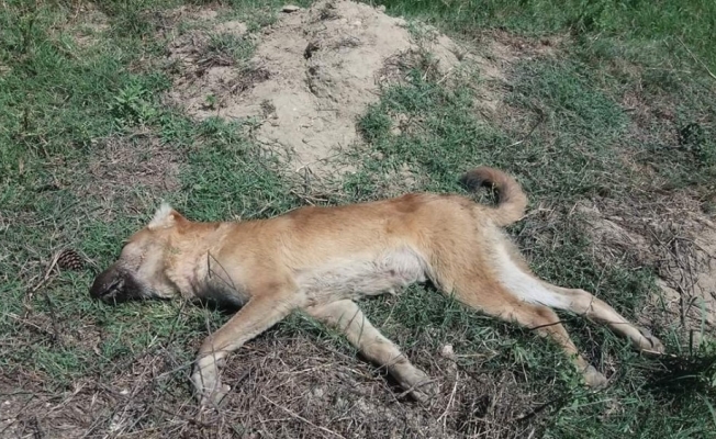 Tarsus’ta 4 köpeği zehirlediler