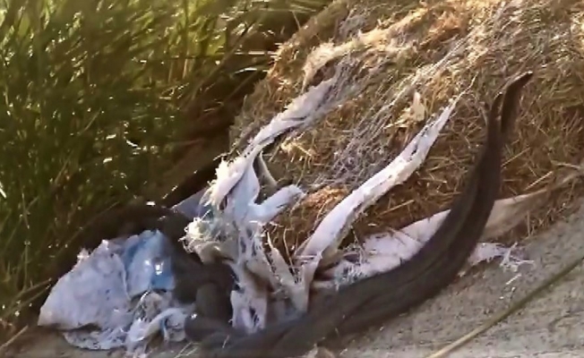 Yılanların dansı böyle görüntülendi