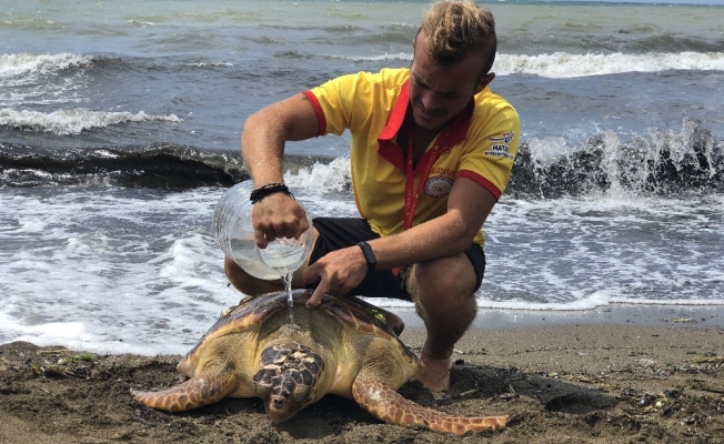 Başına darbe alan yaralı Caretta Caretta sahile vurdu