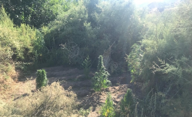 Elazığ’da 182 kök kenevir ele geçirildi