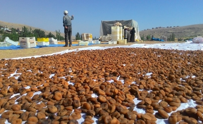 Kayısıda hasadın sonuna gelindi